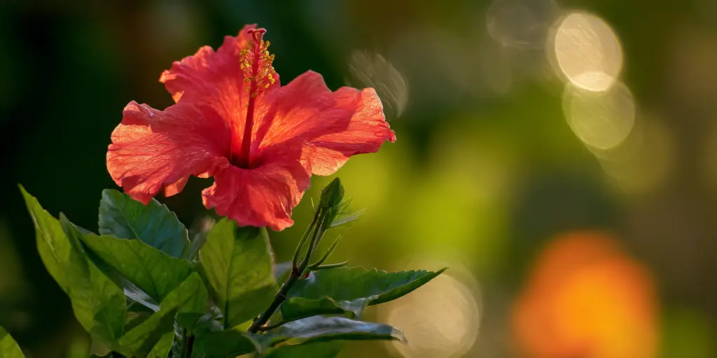 Hibiscus rosa sinensis