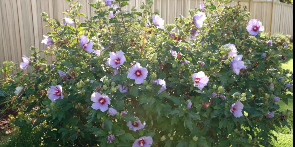 Hibiscus syriacus