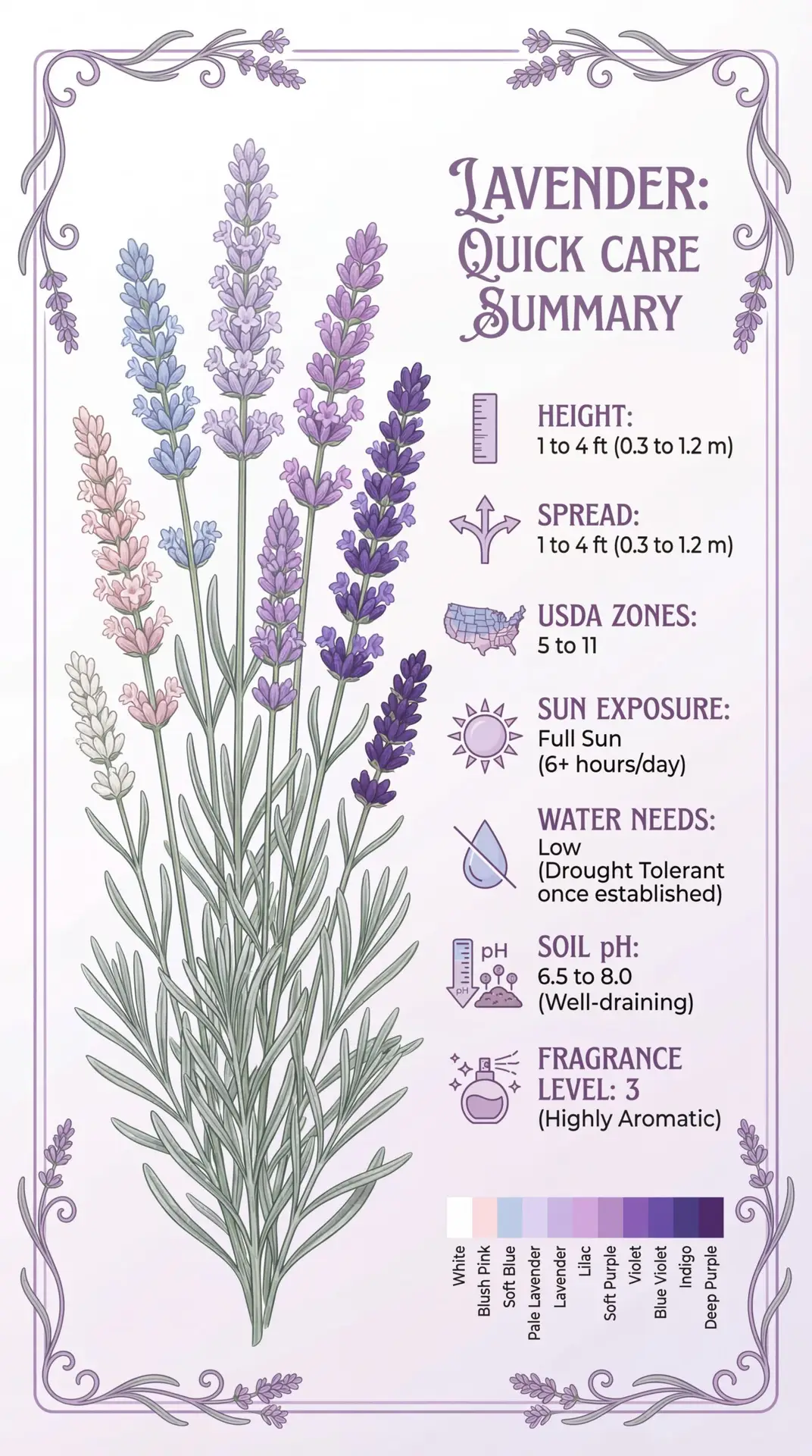 Lavender infographic