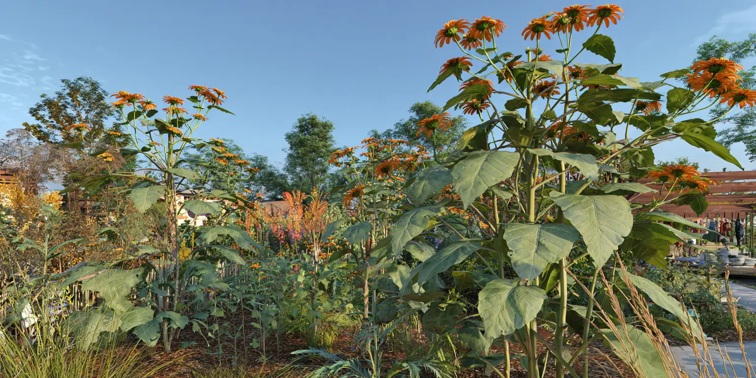 Mexican sunflower