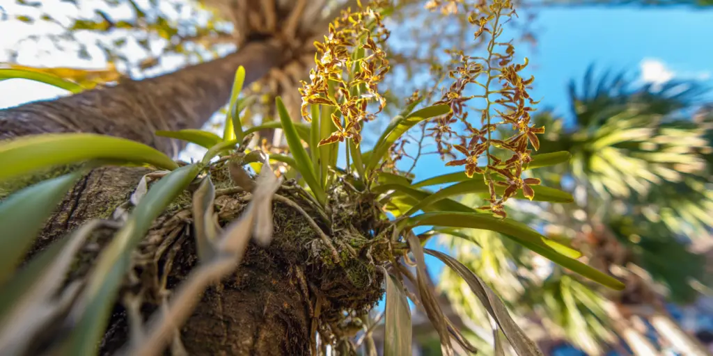Oncidium altissimum