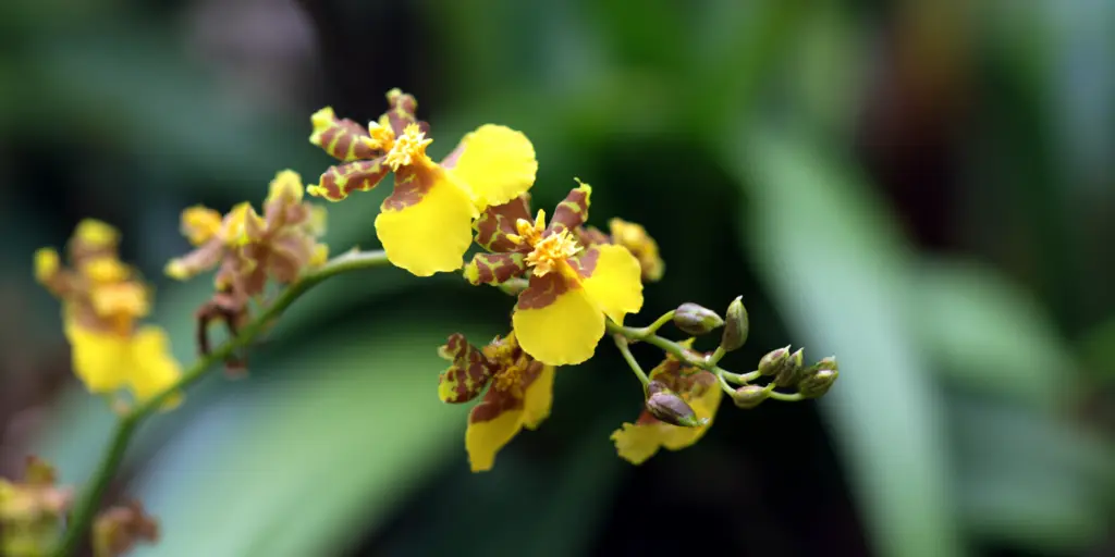 Oncidium cheirophorum