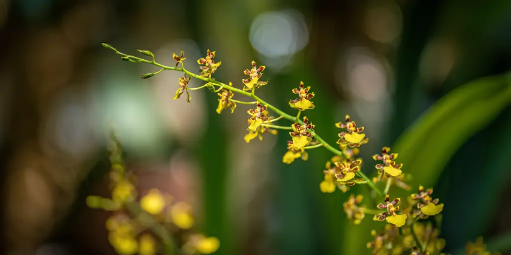 Oncidium flexuosum