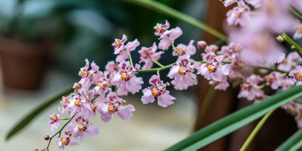 Oncidium ornithorhynchum
