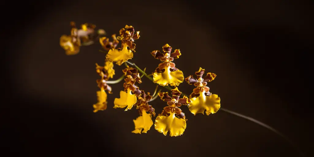 Oncidium sphacelatum