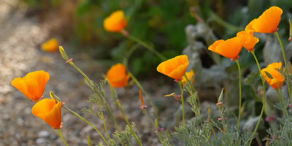 Poppy Eschscholzia californica