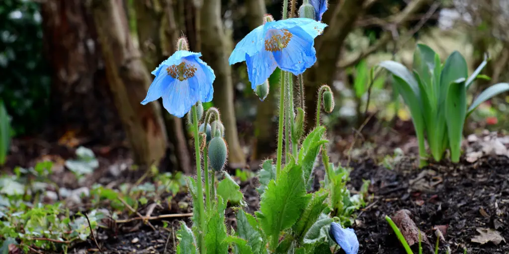 Meconopsis betonicifolia: Himalayan blue poppy in cool gardens
