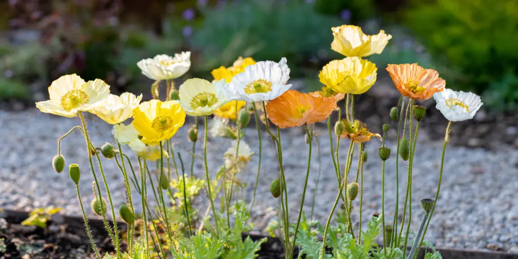 Poppy Papaver nudicaule