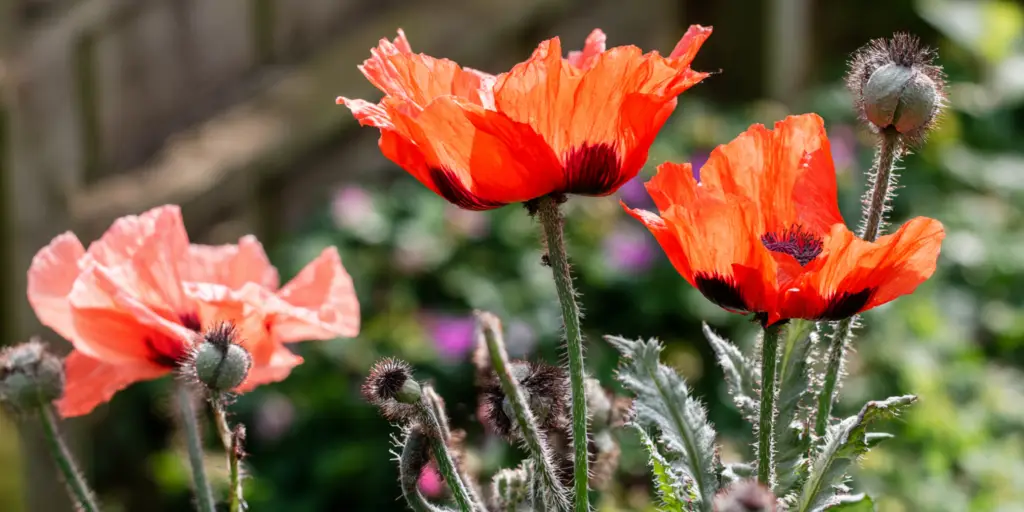 Poppy Papaver orientale