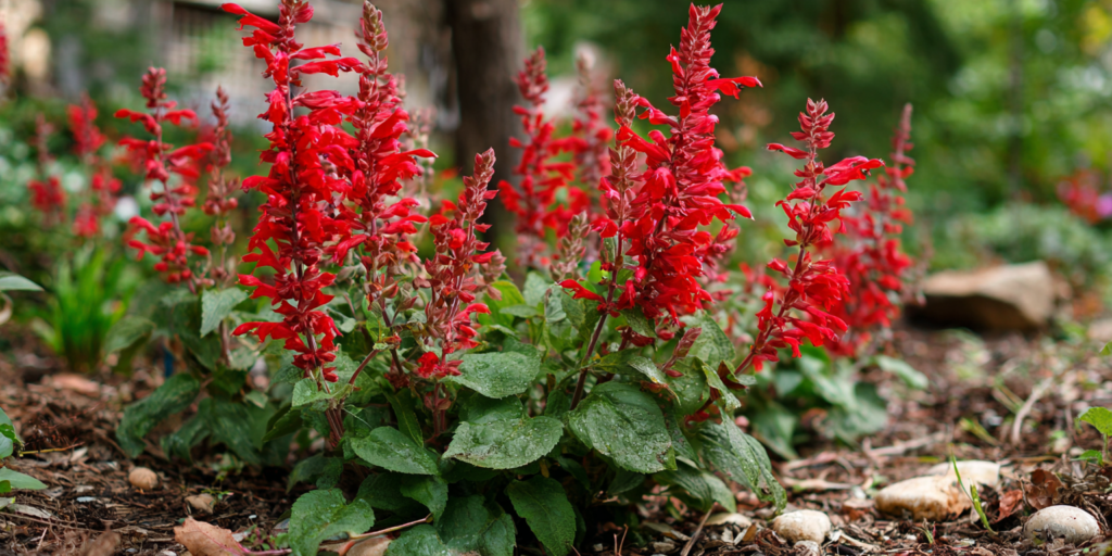 Salvia splendens ‘Lighthouse Red’