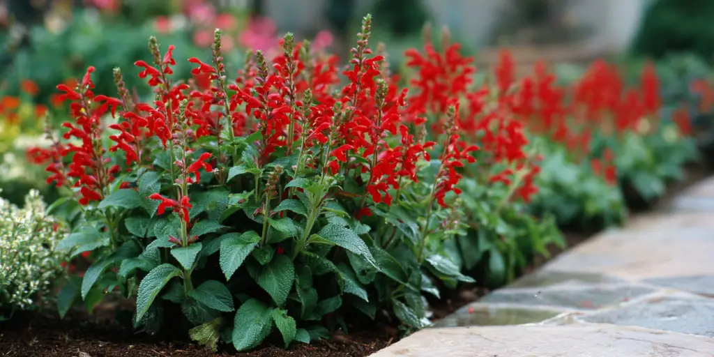 Scarlet Sage, Salvia splendens ‘Vista Red’