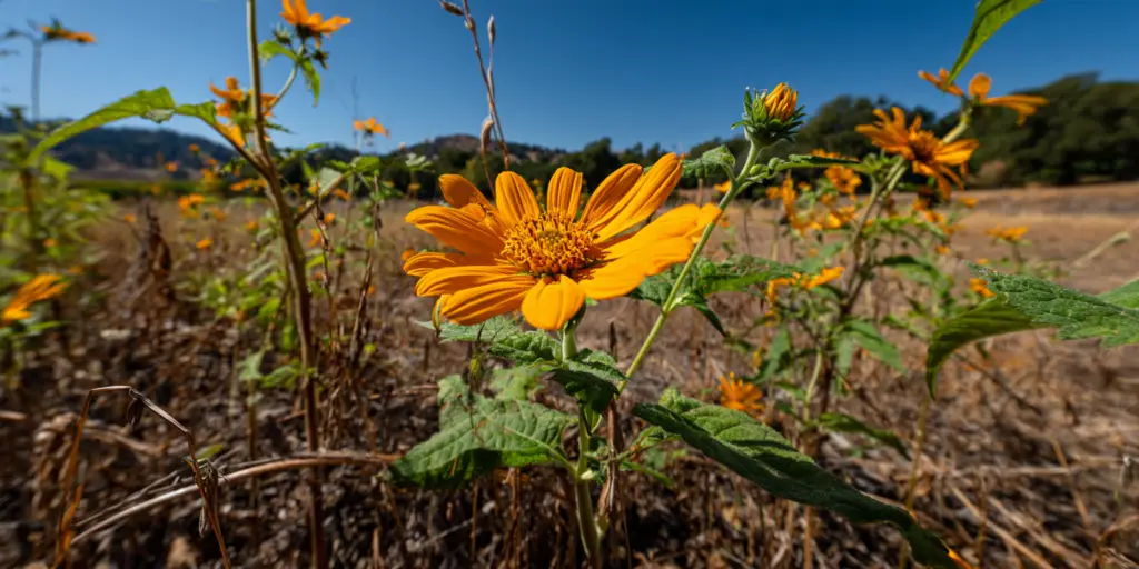 Tithonia tubaeformis