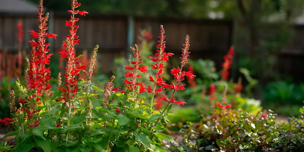 Salvia splendens ‘Bonfire’