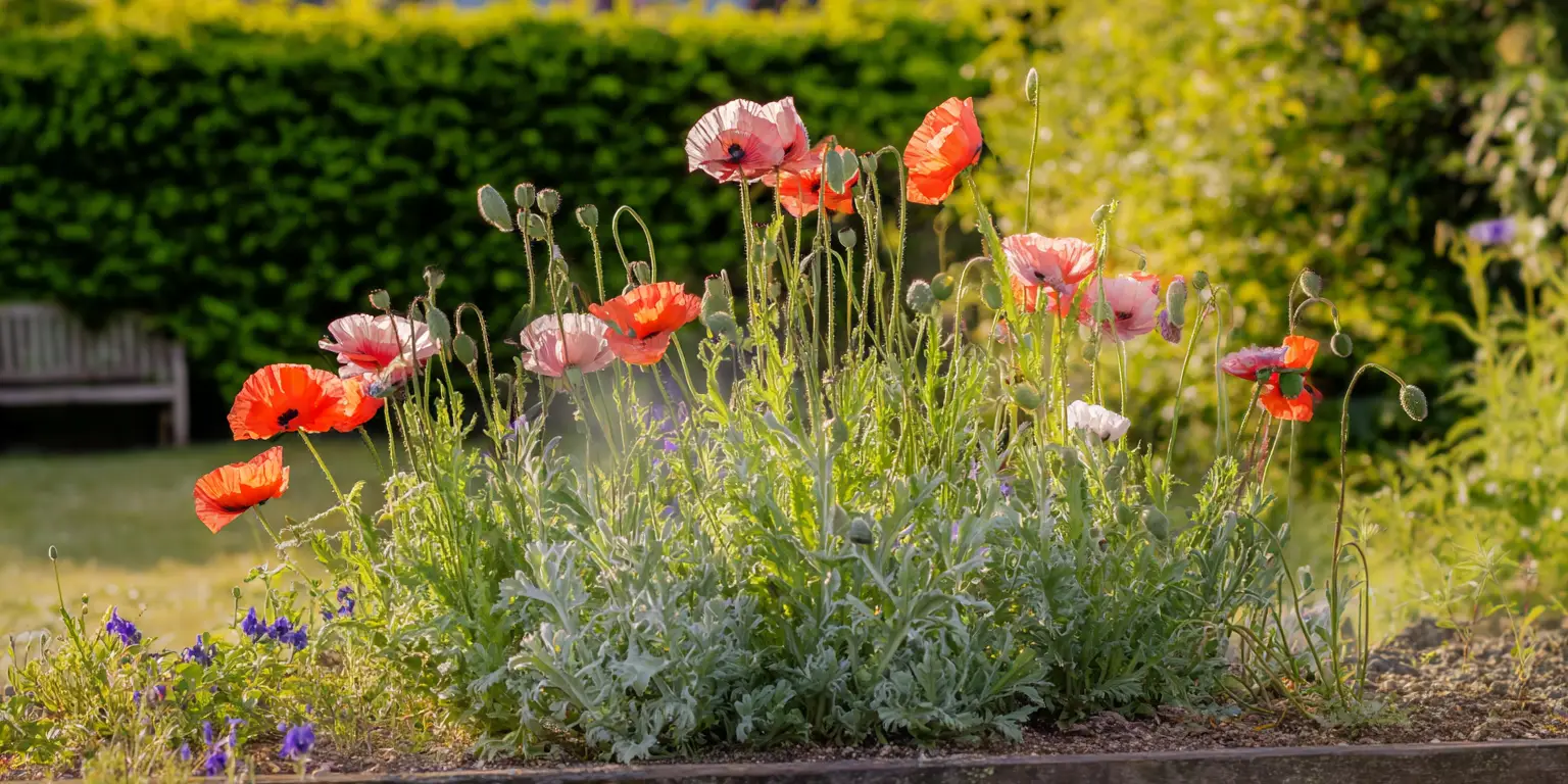Poppies