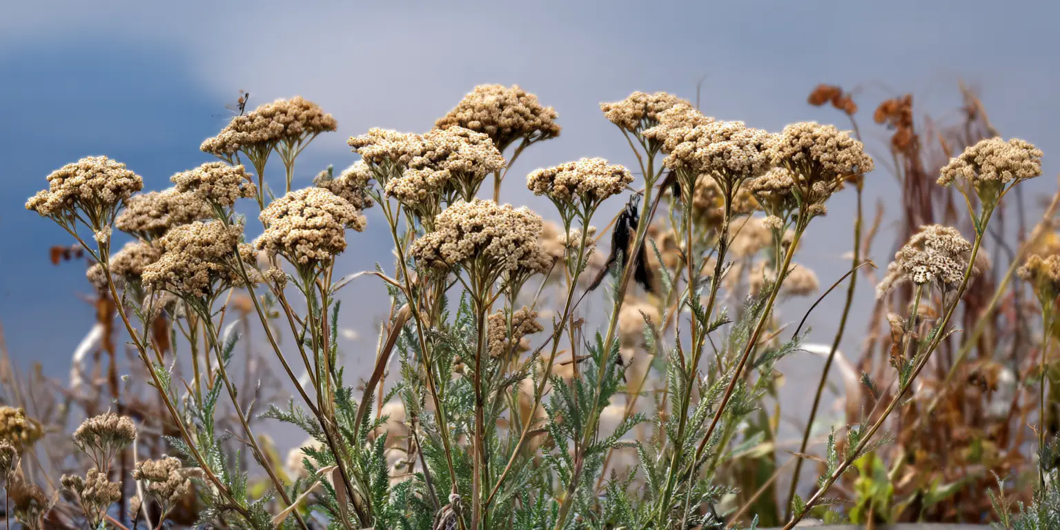 yarrow