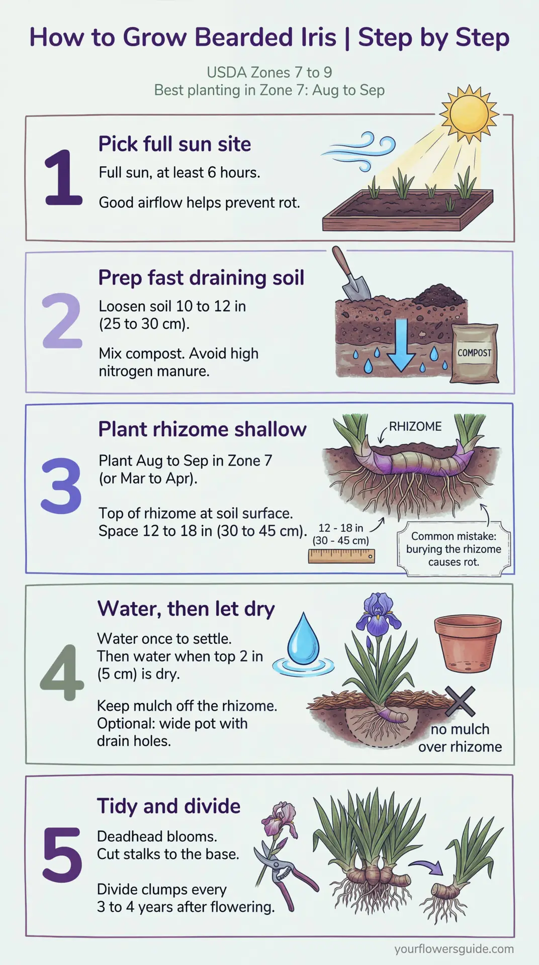 Bearded iris grows best when its rhizome sits at the soil surface, not buried. This infographic shows exactly when to plant in USDA Zone 7, how far apart to space rhizomes, and how to water to avoid rot. Follow these simple steps for strong fans and reliable spring blooms. Keep this infographic as a quick reminder for late summer planting.