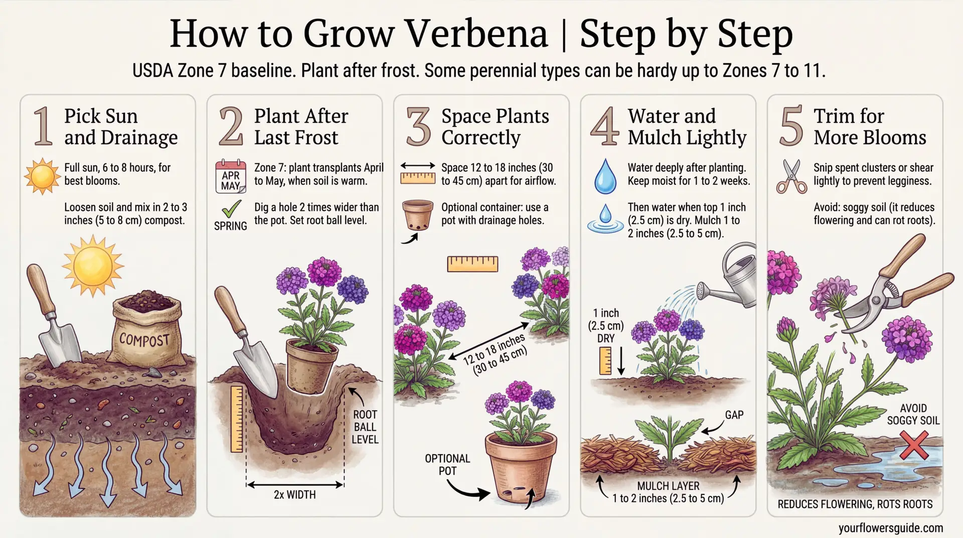 Infographic: A clear, step-by-step guide to planting verbena for US gardens, starting from USDA Zone 7. Learn when to plant, how far apart to space, and simple care tips for strong growth and steady blooms.