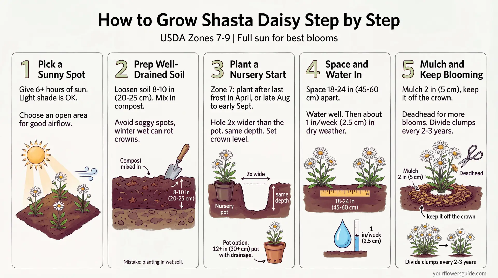 This infographic shows how to plant and grow Shasta daisy in US gardens, starting from USDA Zone 7. Learn when to plant, how far apart to space plants, and simple watering and mulching steps for strong growth and summer blooms. Follow the steps to avoid crown rot and keep flowers coming with easy deadheading.