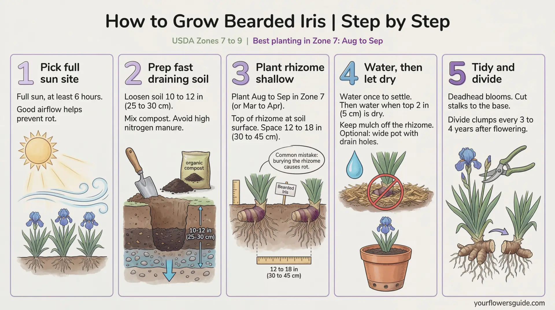 Bearded iris grows best when its rhizome sits at the soil surface, not buried. This infographic shows exactly when to plant in USDA Zone 7, how far apart to space rhizomes, and how to water to avoid rot. Follow these simple steps for strong fans and reliable spring blooms. Keep this infographic as a quick reminder for late summer planting.