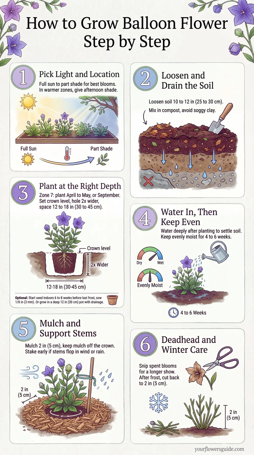 Infographic: A simple step-by-step guide to planting and caring for Balloon Flower in USDA Zone 7, with clear timing, spacing, and watering basics. Follow these steps for strong roots and reliable summer blooms.