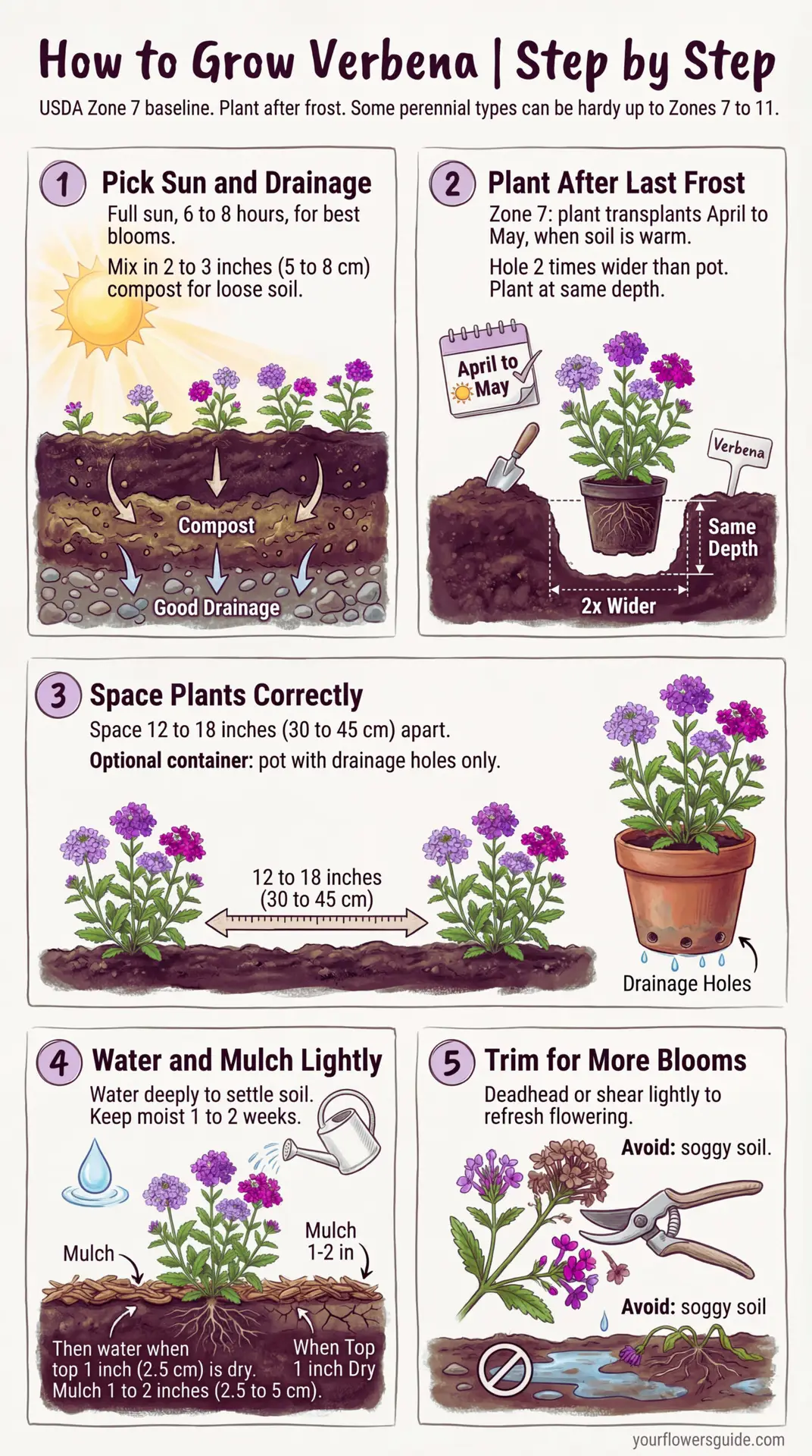 Infographic: A clear, step-by-step guide to planting verbena for US gardens, starting from USDA Zone 7. Learn when to plant, how far apart to space, and simple care tips for strong growth and steady blooms.
