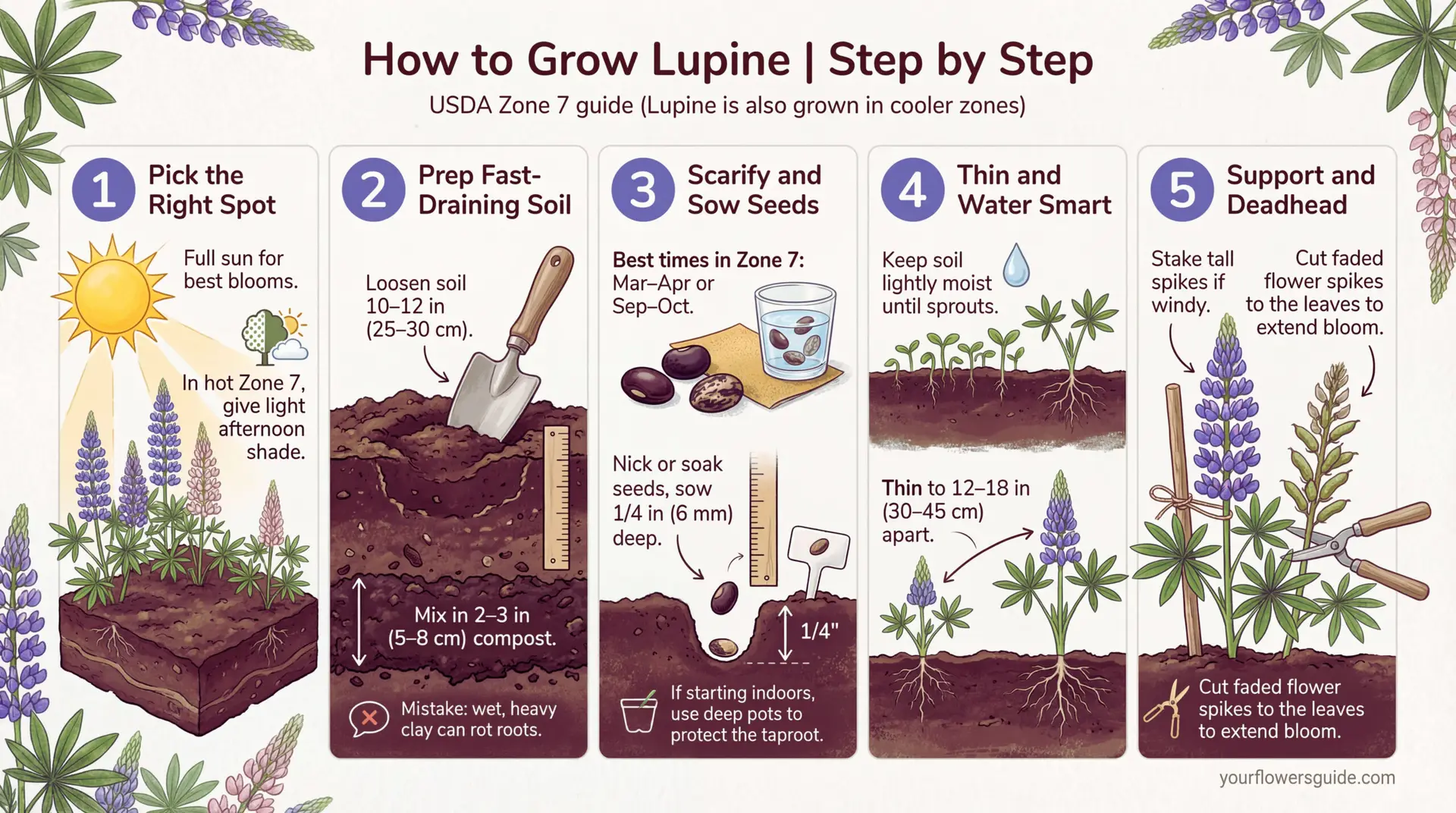 This lupine infographic shows simple planting steps for USDA Zone 7, including when to sow, how deep to plant, and how far apart to space seedlings. Follow the quick care tips for stronger growth and better flower spikes.