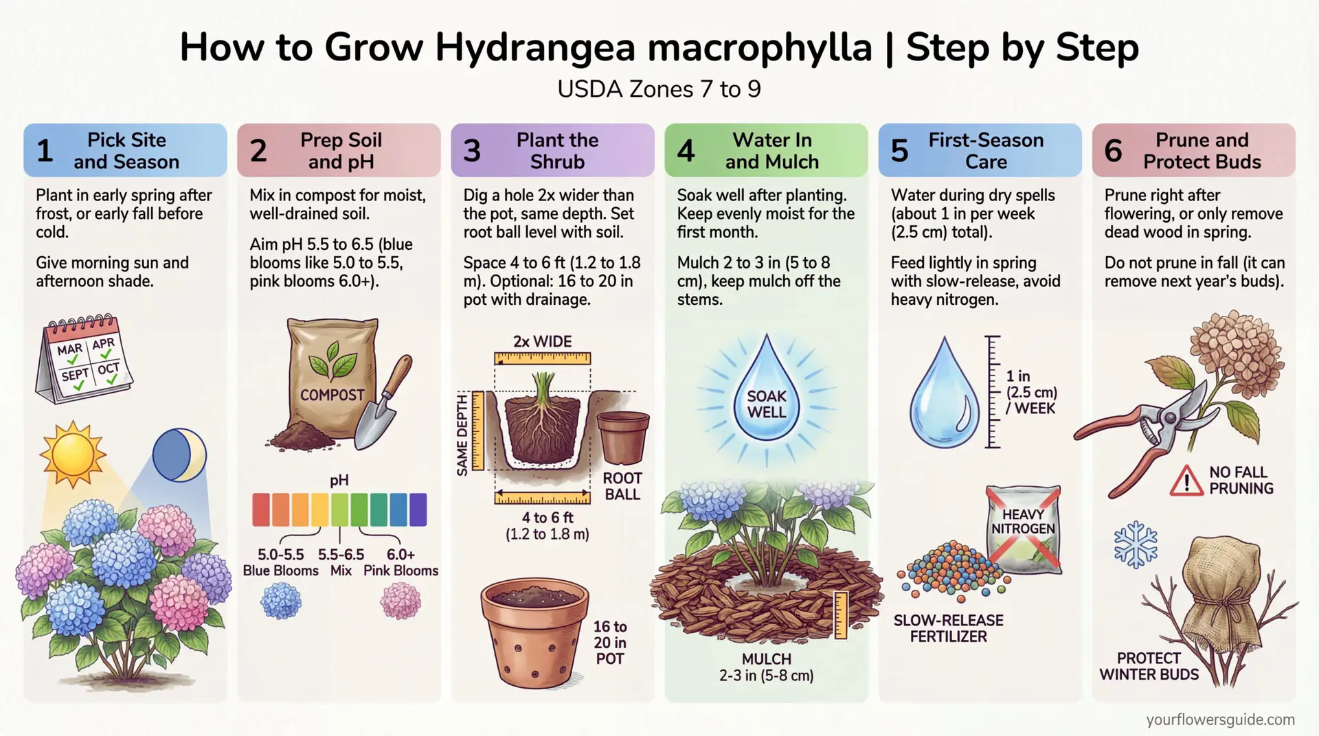 This infographic shows how to plant and grow Hydrangea macrophylla in US gardens, starting from USDA Zone 7. Follow simple steps for timing, spacing, soil pH, watering, and pruning so your shrub stays healthy and blooms well.