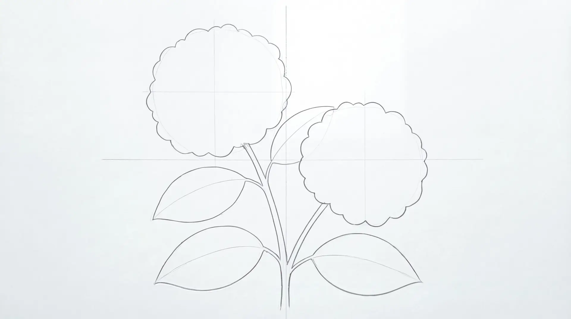 How to Draw Hydrangea macrophylla (Bigleaf Hydrangea) Step by Step 2
