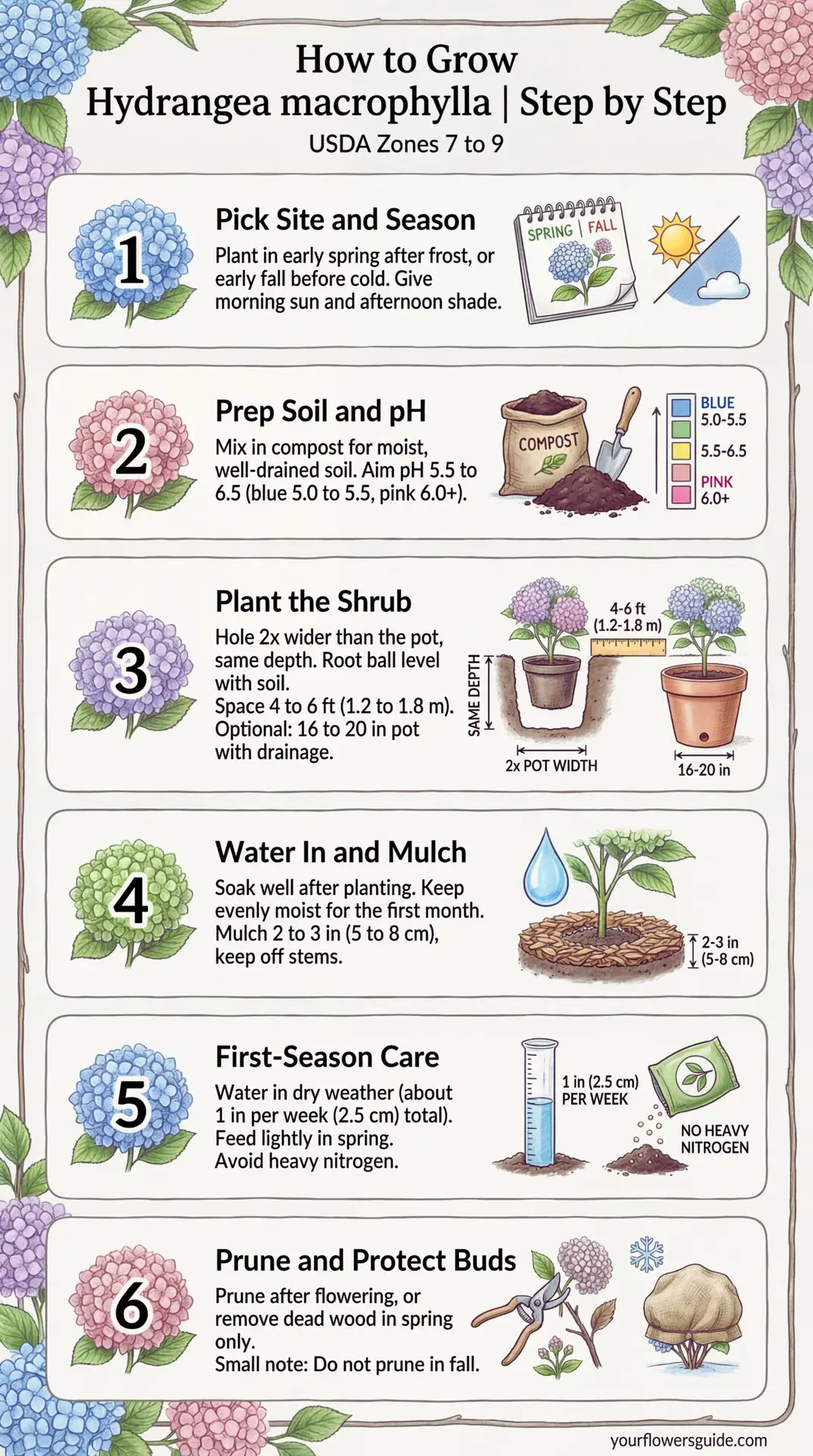This infographic shows how to plant and grow Hydrangea macrophylla in US gardens, starting from USDA Zone 7. Follow simple steps for timing, spacing, soil pH, watering, and pruning so your shrub stays healthy and blooms well.