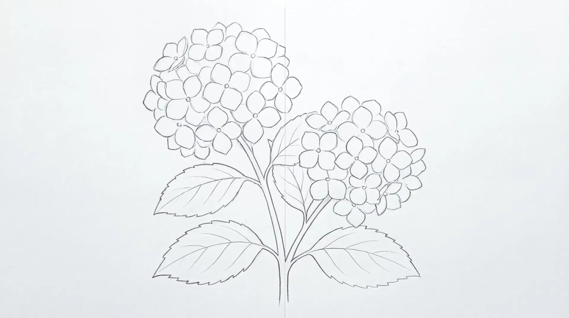 How to Draw Hydrangea macrophylla (Bigleaf Hydrangea) Step by Step 5