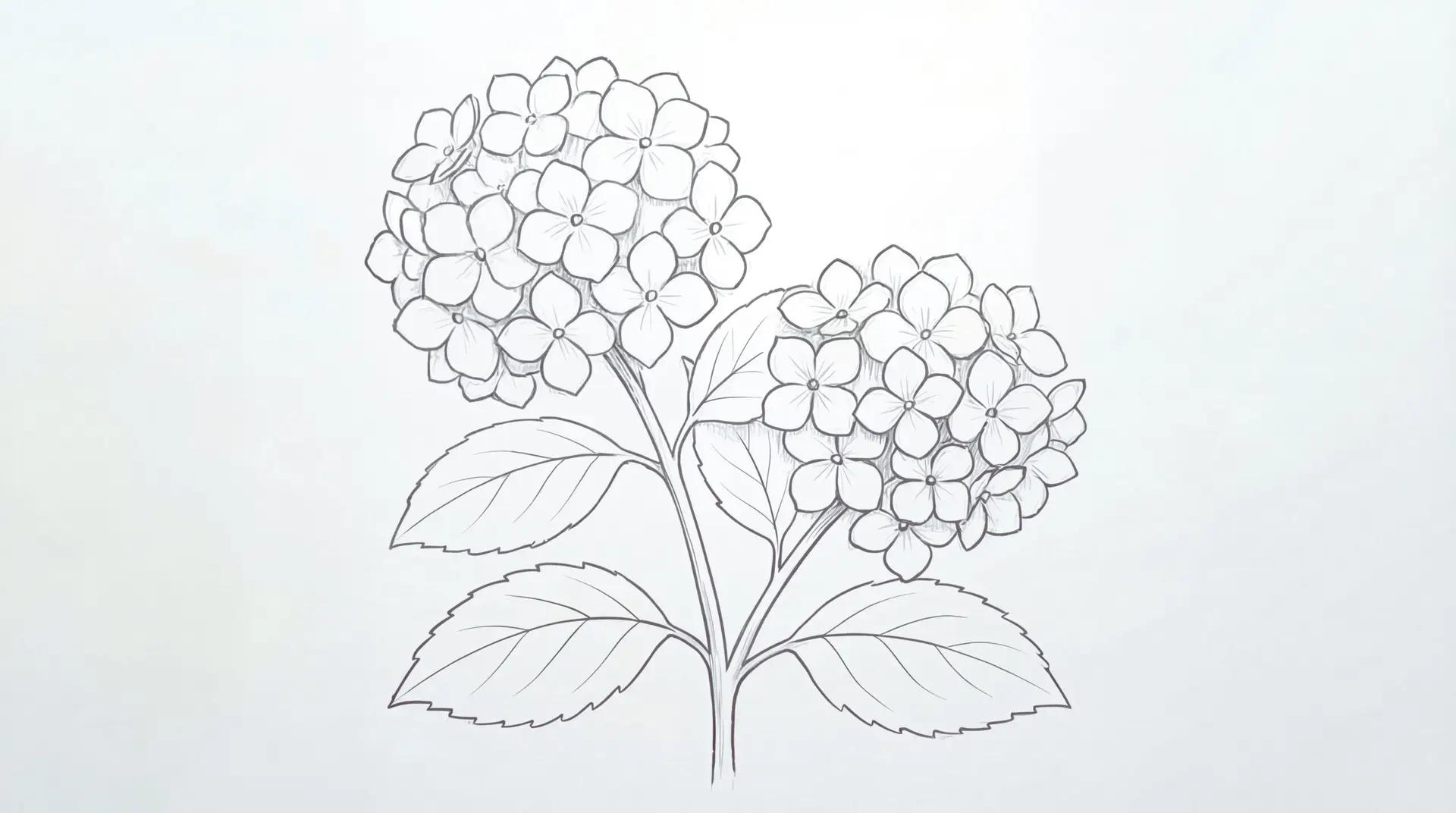 How to Draw Hydrangea macrophylla (Bigleaf Hydrangea) Step by Step 6