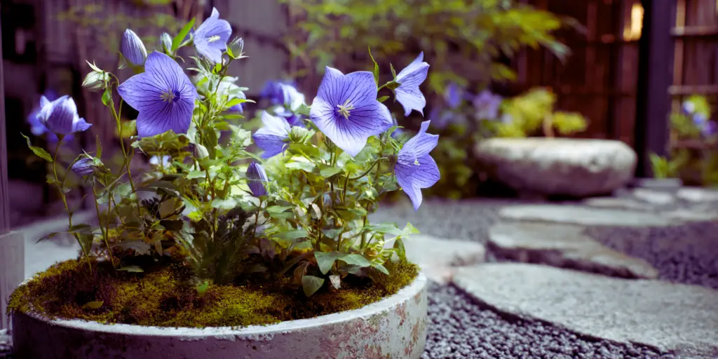Balloon Flower (Platycodon grandiflorus) 'Astra Blue'