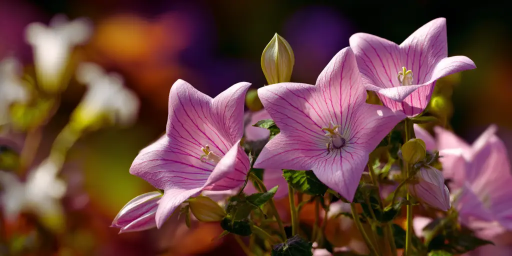 Balloon Flower (Platycodon) - Care, Growth & Plant Guide