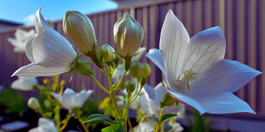 Balloon Flower (Platycodon grandiflorus) 'Astra White'