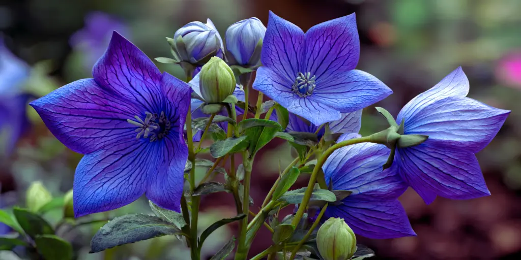 Balloon Flower (Platycodon grandiflorus) 'Fuji Blue'