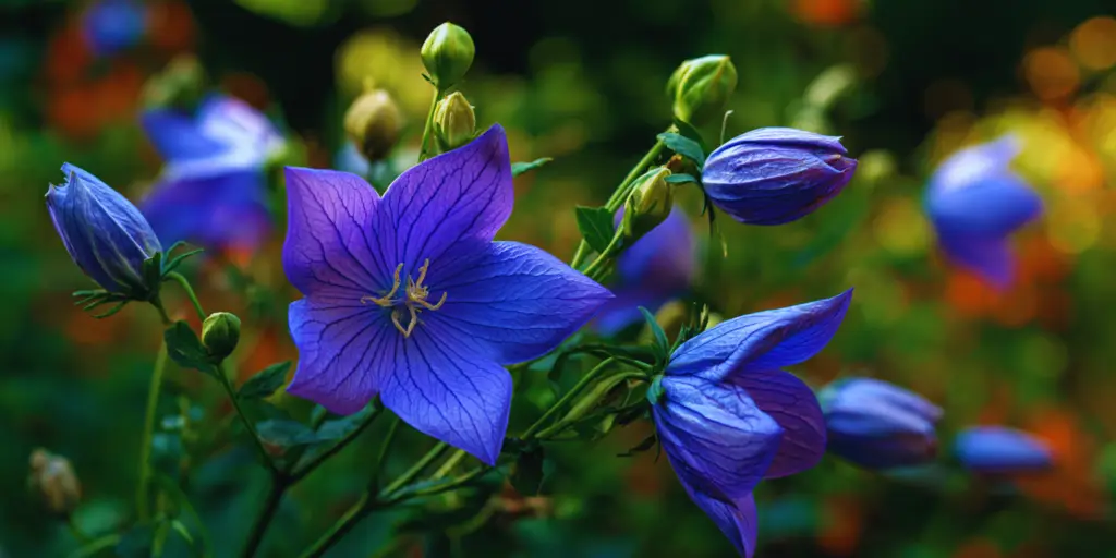Komachi balloon flower: novel ballooning form