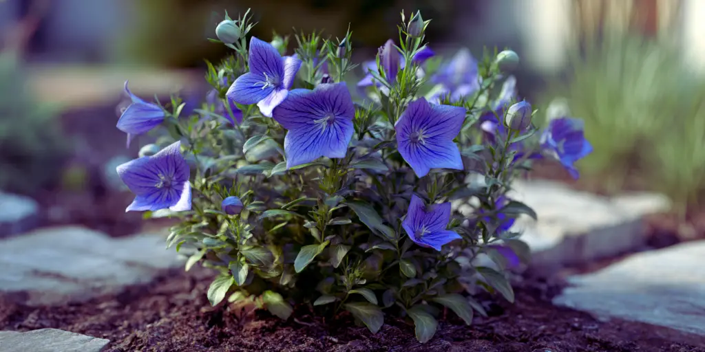Balloon Flower (Platycodon grandiflorus) 'Sentimental Blue'