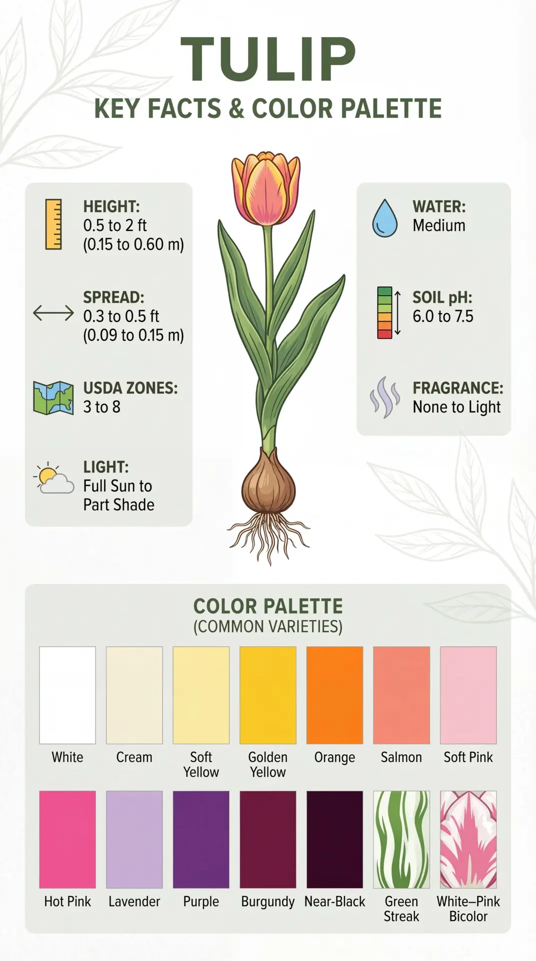 Tulips infographic