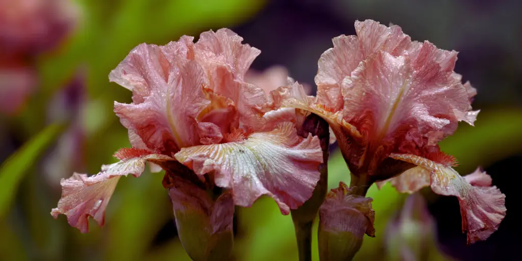 Iris germanica 'Beverly Sills'