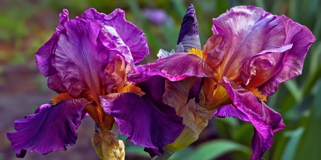Iris germanica 'Dusky Challenger'