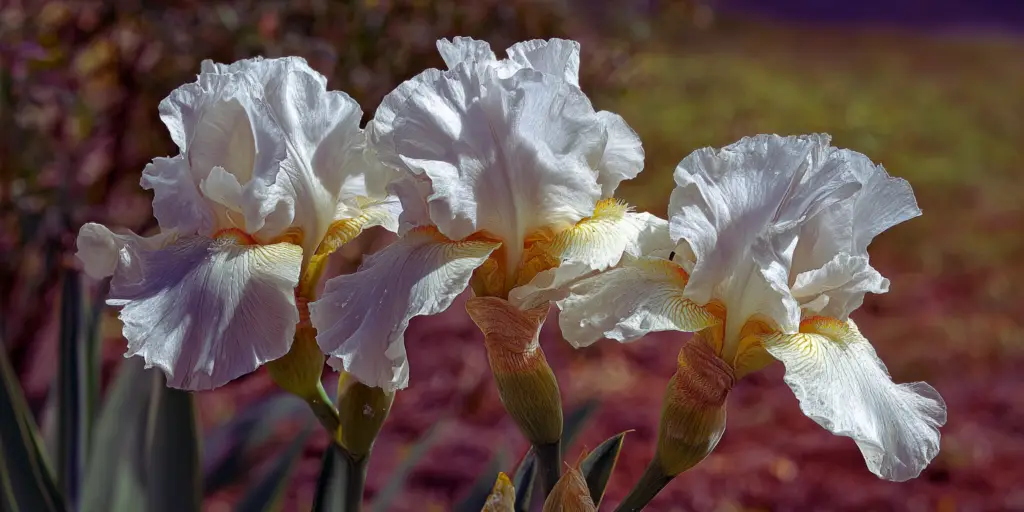 Iris germanica 'Immortality'