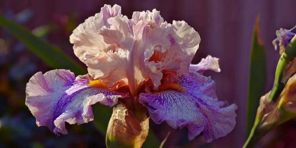 Iris germanica 'Jesse's Song'