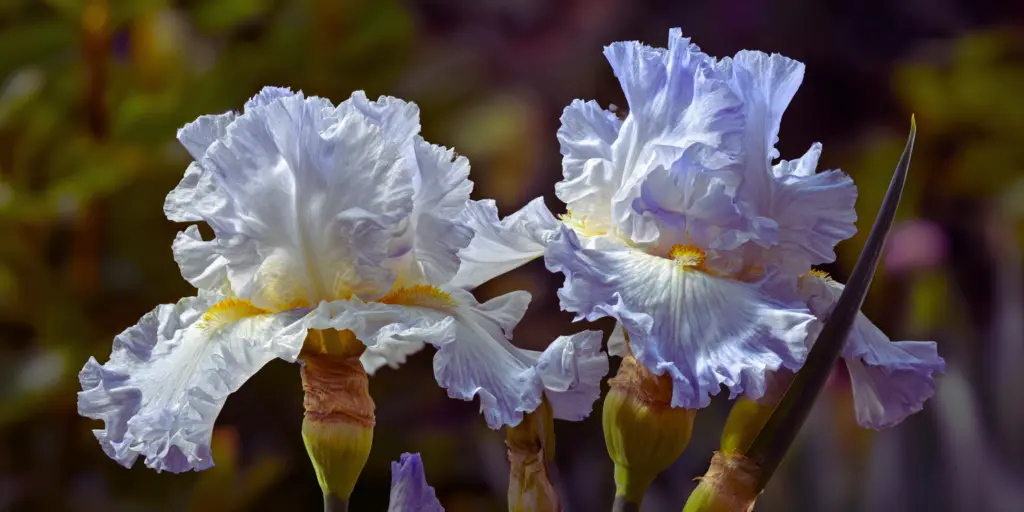 Iris germanica 'Stairway to Heaven'