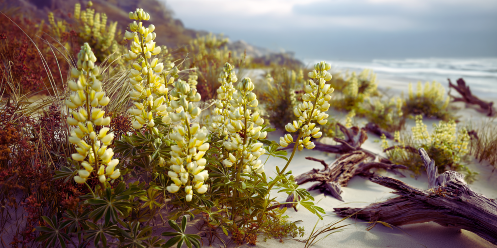 Lupinus arboreus