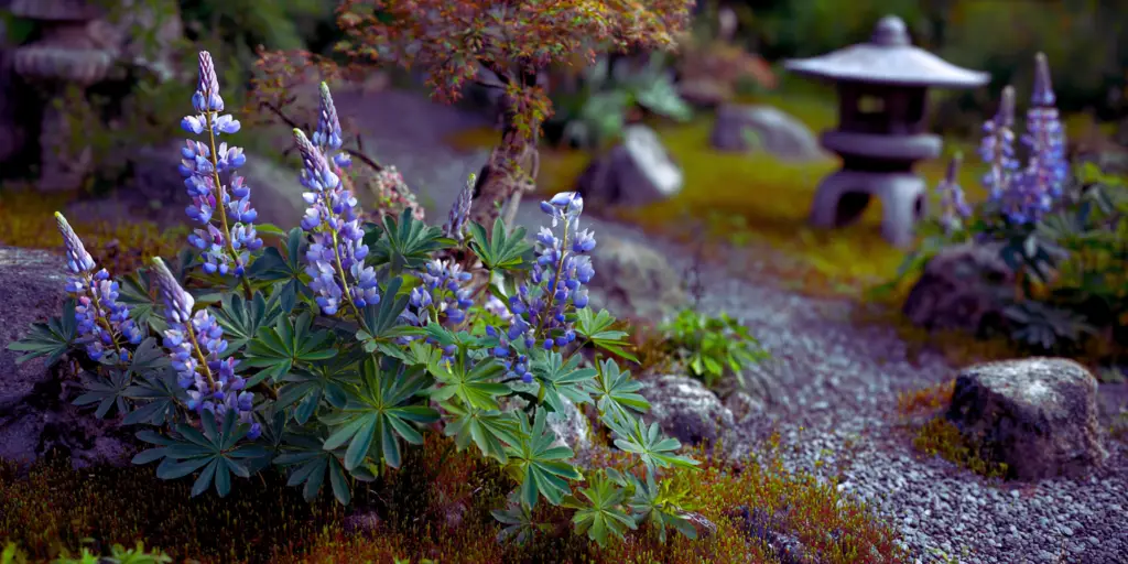 Lupinus perennis