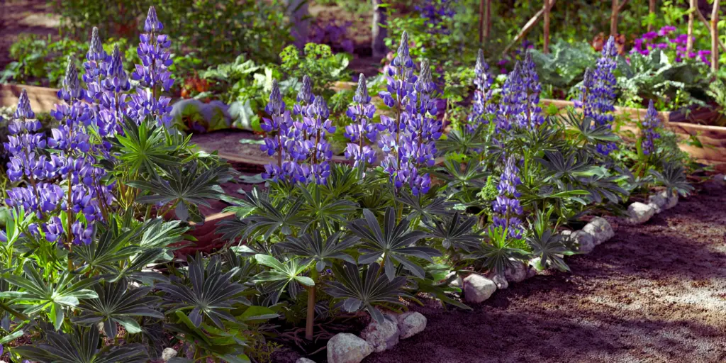 Lupinus succulentus