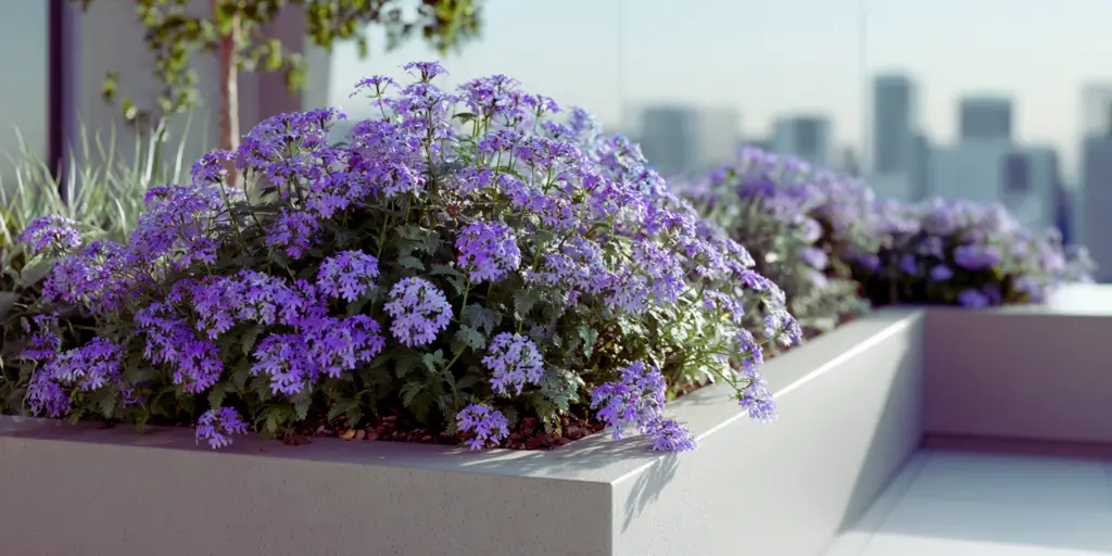 Verbena, Verbena rigida
