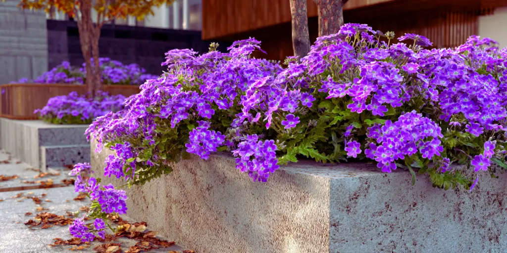 Verbena peruviana