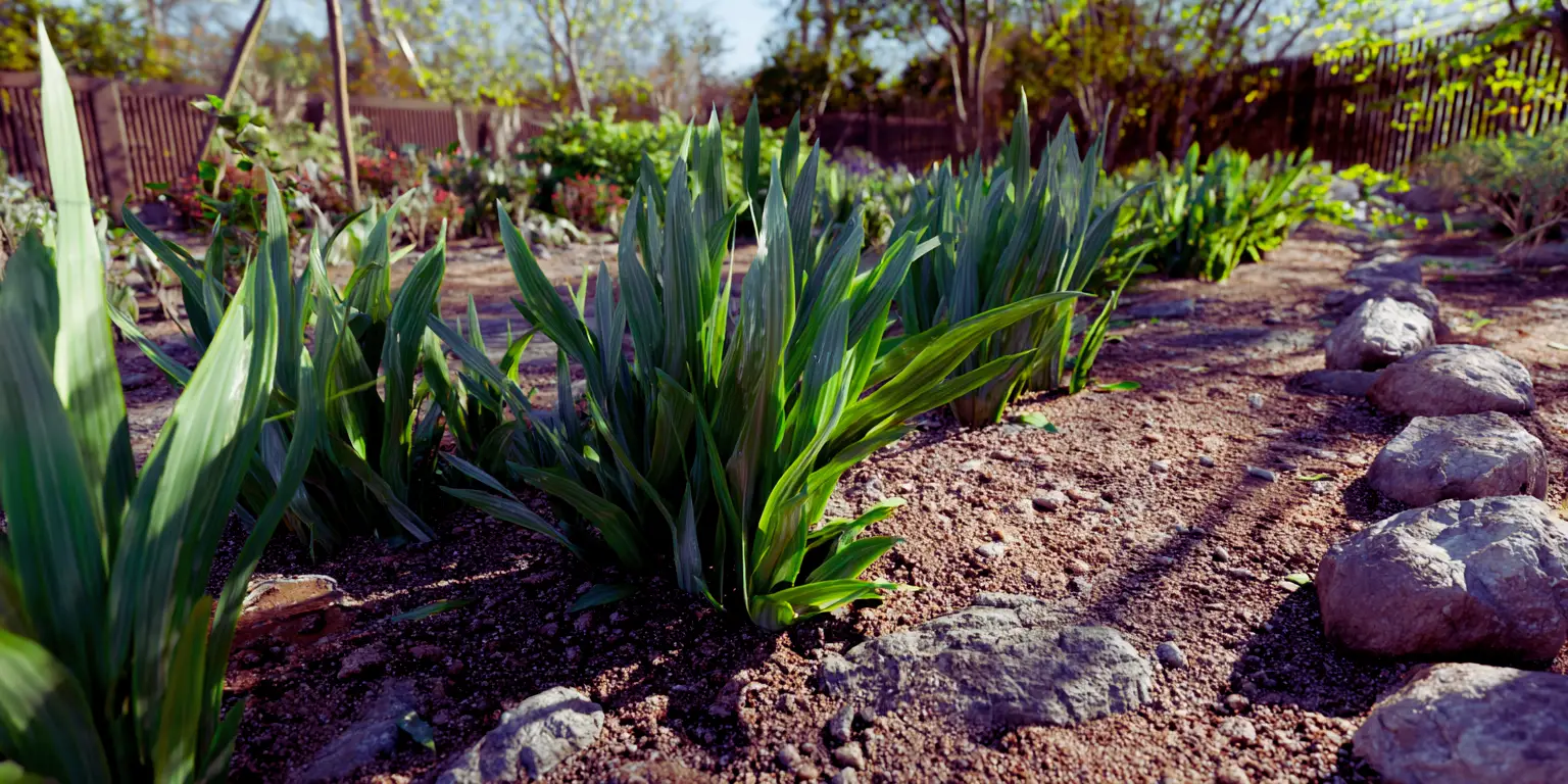 bearded iris