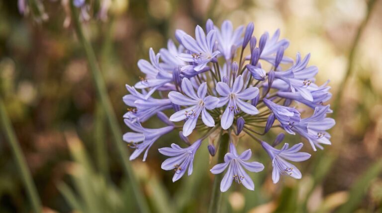 The meaning and symbolism of agapanthus flowers across cultures